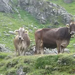 Farma Riemenerhof Fügen