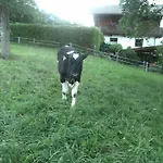Farma Riemenerhof Fügen