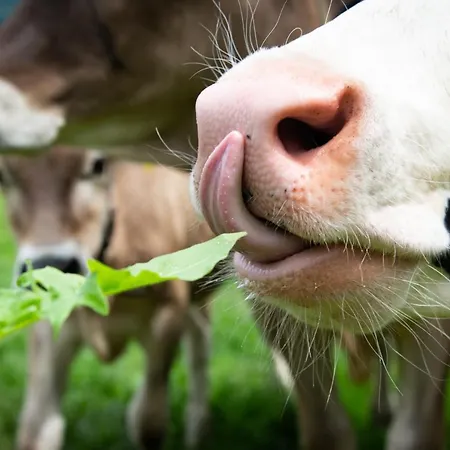 农家乐 Riemenerhof *