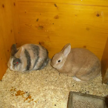 农家乐 Riemenerhof