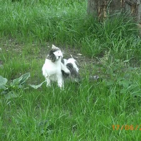 农家乐 Riemenerhof 菲根