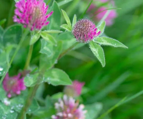 ريمينيرهوف مزرعة للإقامة *