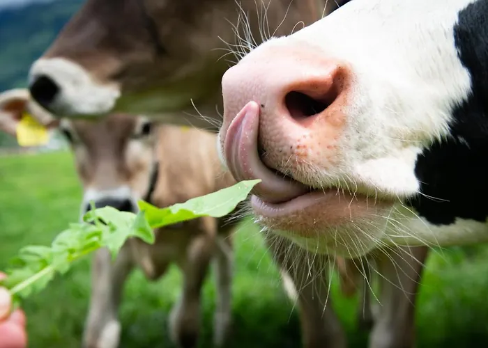 مزرعة للإقامة ريمينيرهوف *