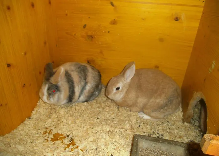 Farm stay Riemenerhof