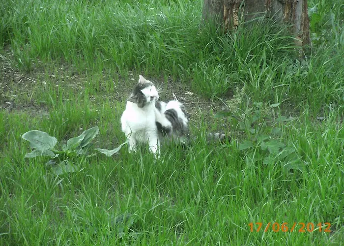 Farm stay Riemenerhof Fuegen