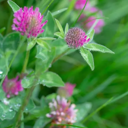 Riemenerhof Lantgård *