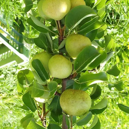 Lantgård Riemenerhof