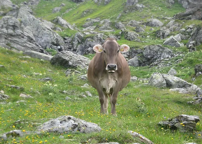Agroturismo Riemenerhof *