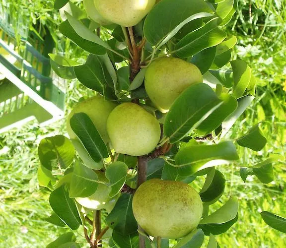 Agroturismo Riemenerhof